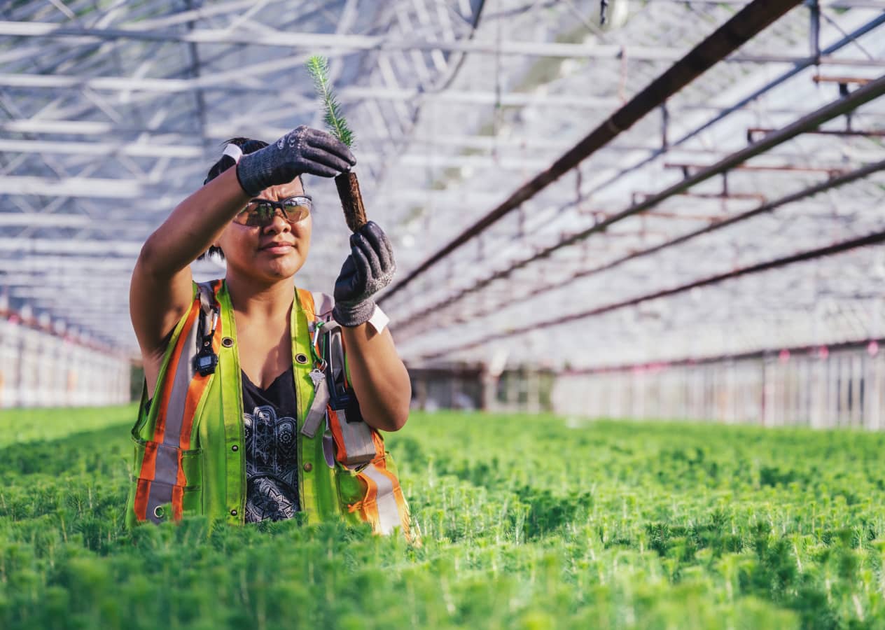 A worker holding a plant in a tree nursary